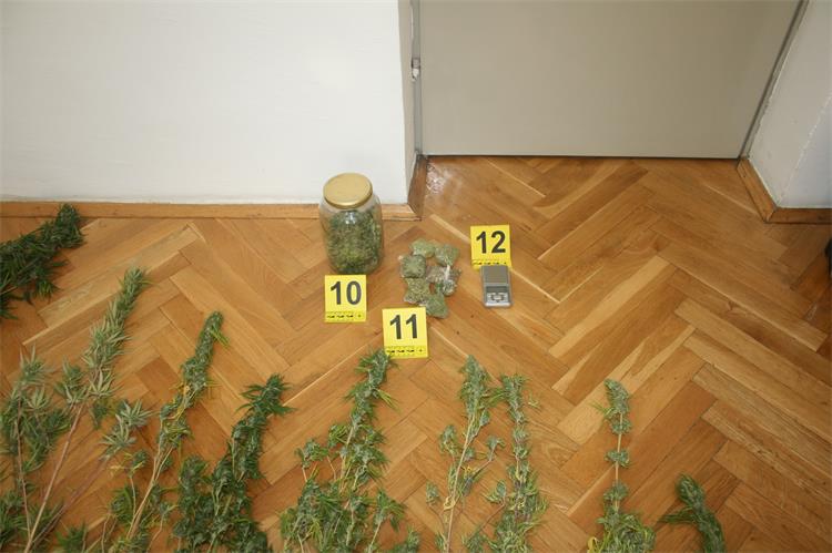 Slika /PU splitsko-dalmatinska 2022/marihuana trogir 1 27092022.JPG